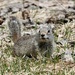Unita Ground Squirrel