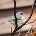Junco