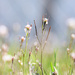 Common Bittercress & Chain Link Fence by juliedduncan