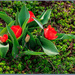 Flowers are Blooming