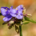 Spiderwort Flower!