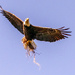 Mom, Bringing in Repair Material for the Nest!
