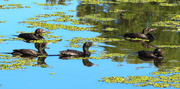 19th Apr 2025 - Five Little Black Cormorants ~