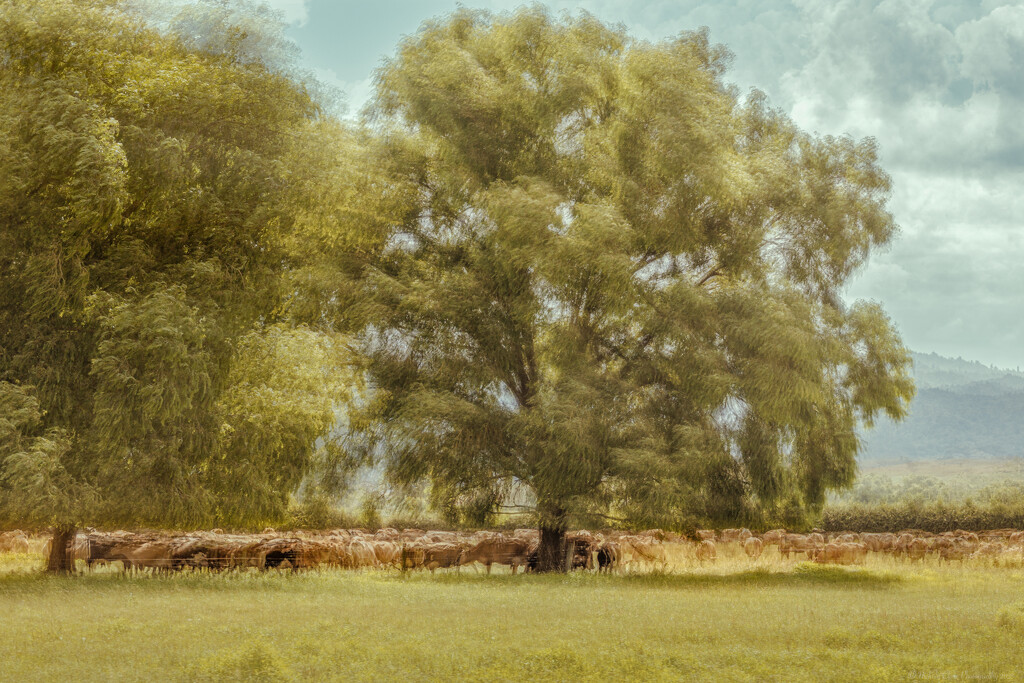 Cows and Trees Whizz-by Pep-Style by nickspicsnz
