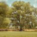 Cows and Trees Whizz-by Pep-Style