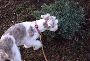 18th Apr 2025 - Filling the Sniff Sac