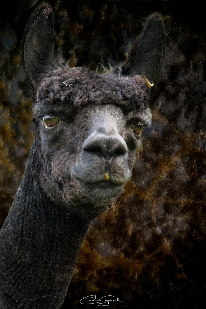 Charlie the Alpaca by yorkshirekiwi