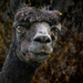 Charlie the Alpaca