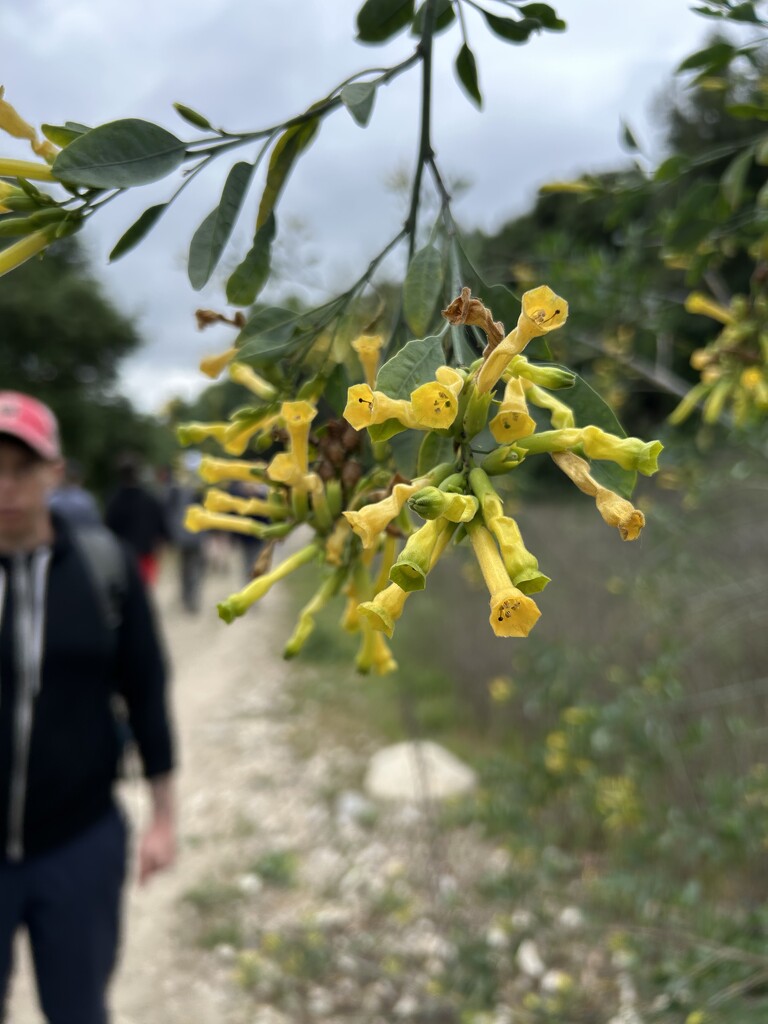 Nicotiana glauca by loweygrace