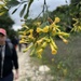 Nicotiana glauca