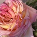 Our first rose… the beginning of Oo many