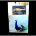 Peacock nightmare