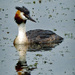 Great Crested Grebe by judithdeacon