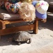Can we have one Mum? 