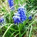 Grape Hyacinth. 