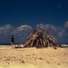 Beach 'find"