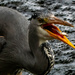Catching a flying fish