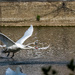 A jumble of swans
