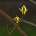 Lilac Buds 