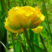 Bright Yellow for Spring 2025 . by seattlite