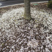 Petals of Beauty