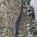 Snakes are out in the South 