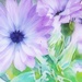Delicate florals~~~~