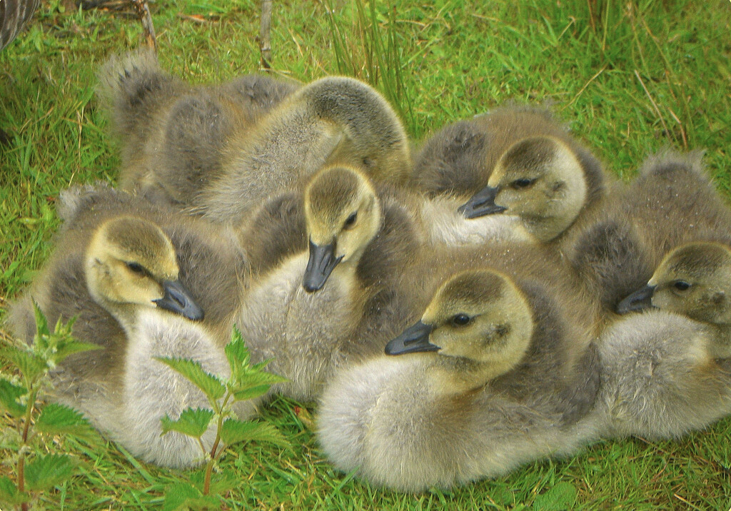 Goslings  by wendyfrost