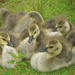Goslings 