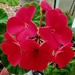 A red geranium. 