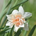 Favorite Spring Flower
