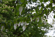 15th Apr 2025 - davidia involucrata