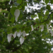davidia involucrata