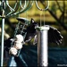 Naughty jackdaw