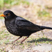 Blackbird