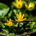 Lesser celandine