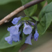 Virginia bluebells