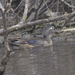 wood duck