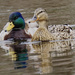 Mallard pair_DxO