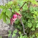 First Bleeding Heart of the Season 