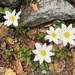 Bloodroot