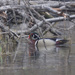 Wood duck drake