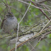 White-throated sparrow