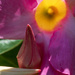 Flower Art
