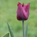 Tulip 