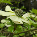 Wild Dogwood