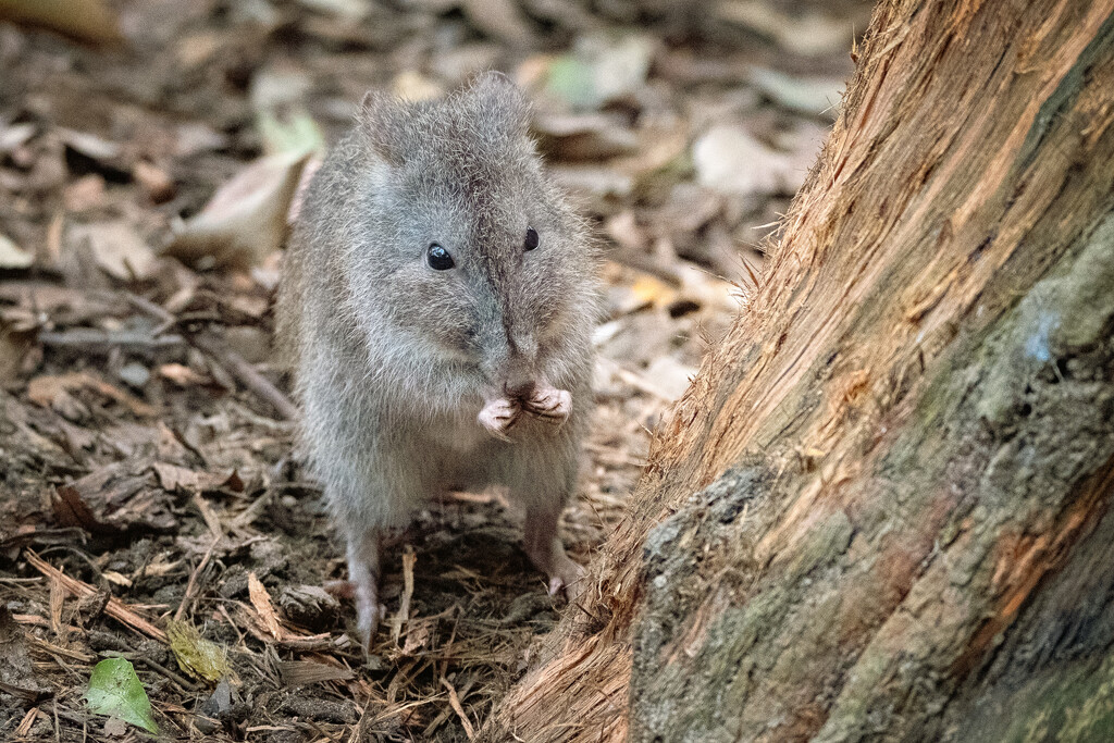 Sing Me a Song Bettong by helenw2