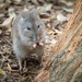 Sing Me a Song Bettong