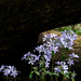 Blue Phlox by lsquared