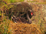 20th Apr 2025 - Mother Swan Is Still Sitting ~